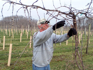 Gary in the Vineyard