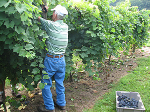 vineyard